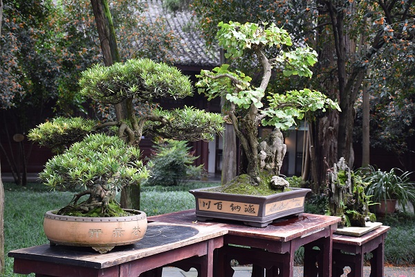 Bonsai-Garten im Park der Strohhtte von Du Fu in Chengdu